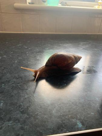 Image 3 of Re Home. Giant African Land Snail for sale