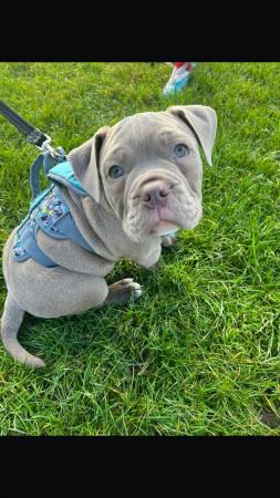 Image 2 of 5 month old thyme bulldog