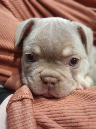 Image 4 of Perfect Isabella French Bulldog pups ready now!