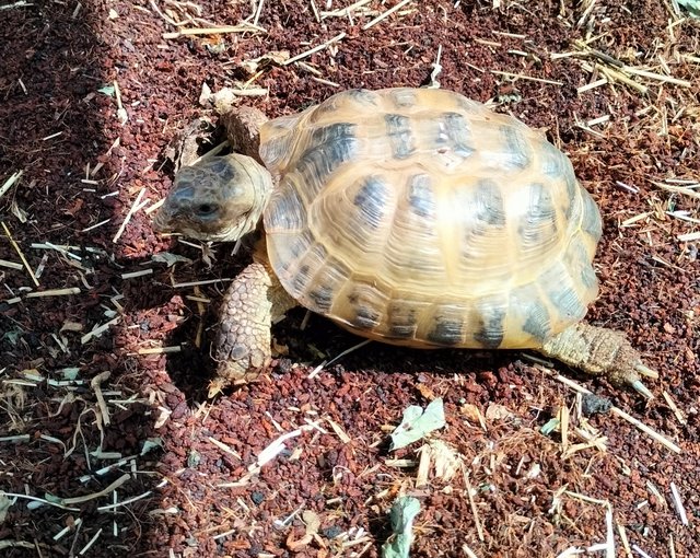 Horsefield Tortoises for sale. — photo 2 of 4