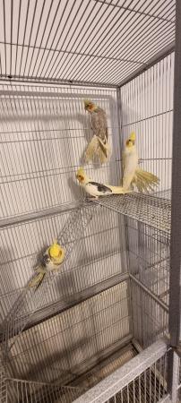 Image 2 of Female cockatiel for sale due to moving away
