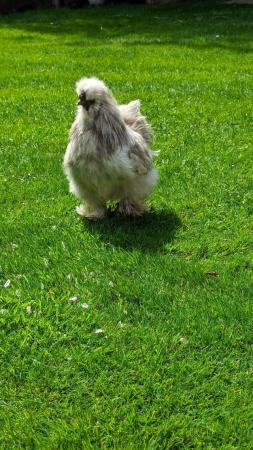 Image 5 of *DEAL* Tame Young Silkie Roosters