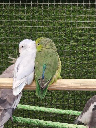 Image 7 of Stunning parrotlets available male and female