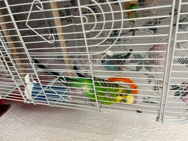 Image 1 of 2 beautiful Budgies with a new large cage