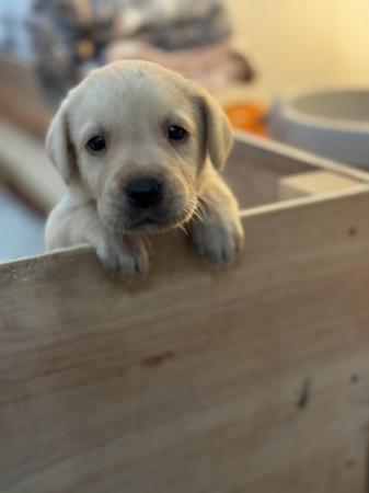Image 8 of Golden and red fox Labrador puppies looking for their homes