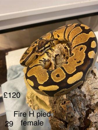 Image 11 of Mixed sex and colour Royal pythons from £80