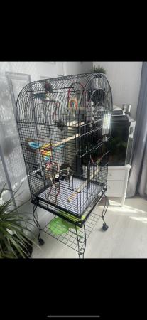 Image 3 of 2 male budgies with cage, accessories, toys and food