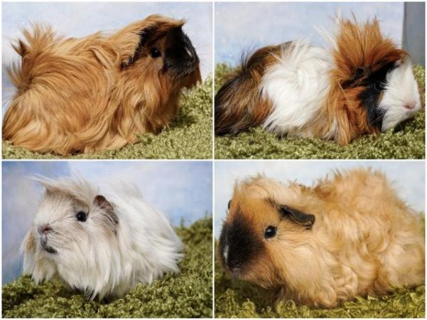 Image 1 of Young Long haired guinea pigs in Roche