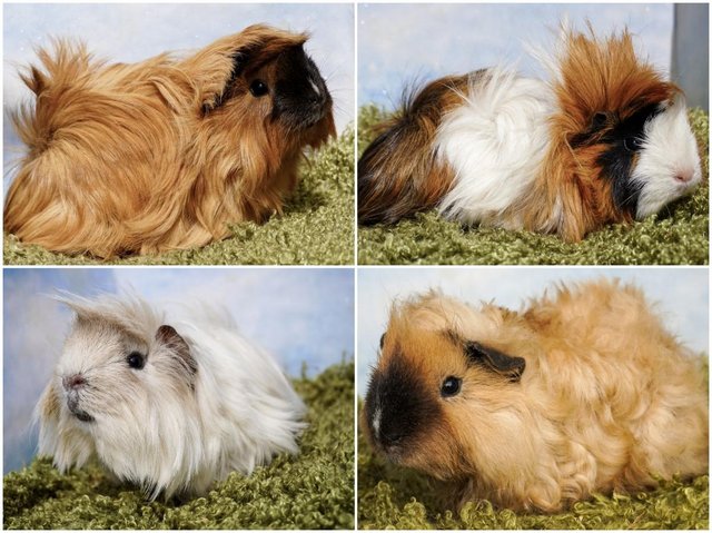 Preview of the first image of Young Long haired guinea pigs in Roche.