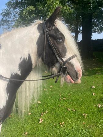 Image 3 of Project 14.3hh 4y/o Traditional Gypsy Cob Gelding