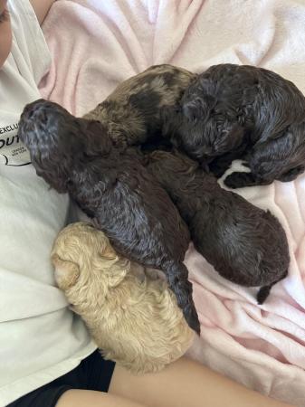 Image 8 of One left! REDUCED READY NOW Gorgeous cockapoo puppies.