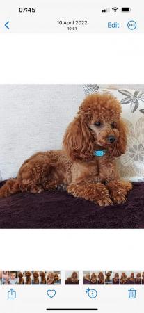 Image 1 of Red toy poodle for stud