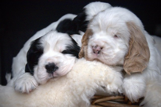 Image 42 of Show Cocker Puppies (KC Registered and fully health tested)