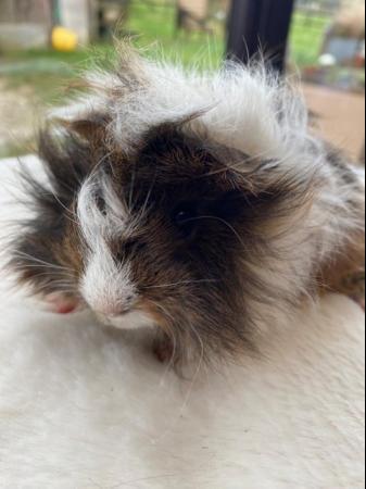 Image 1 of Beautiful female guinea pigs 3 months old