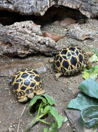Image 7 of Burmese Star Tortoise At Urban Exotics