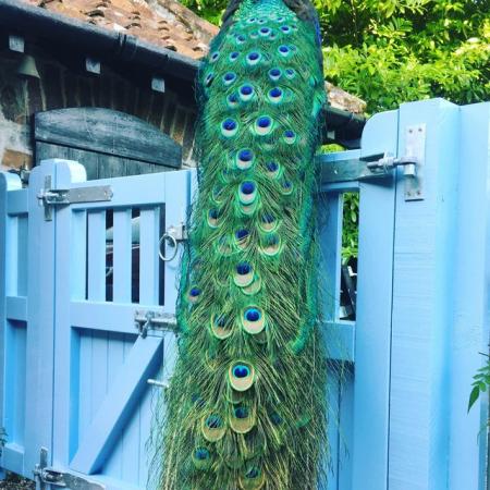 Image 2 of Beautiful Indian Blue Peacocks