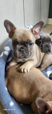 Image 3 of French bulldog puppies x 3 boys