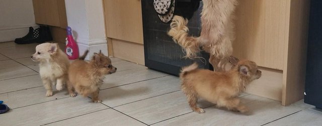 Image 18 of 3x Male Pomchi Puppies for Sale!