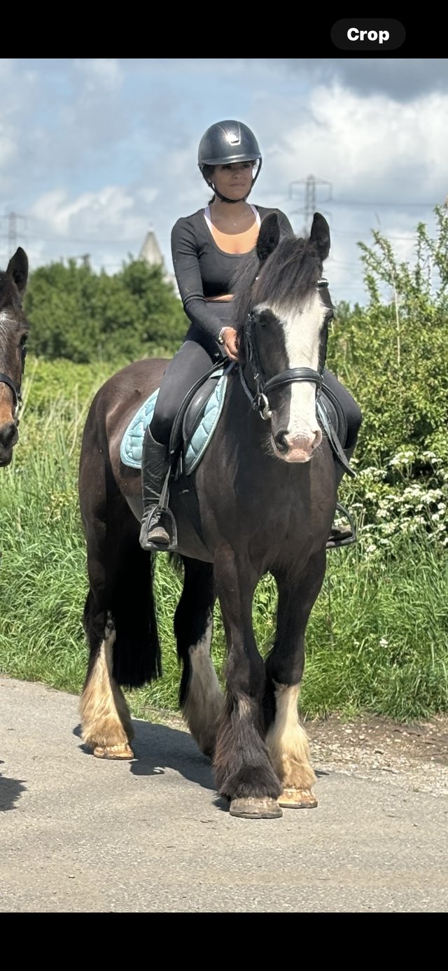 Preview of the first image of 15/15.1 Irish cob gelding alrounder.