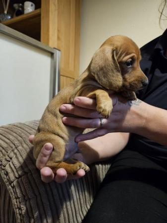 Image 3 of Ready now Tiny mini dachshund puppies