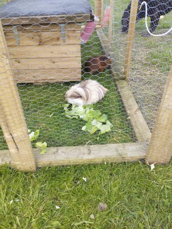 Image 1 of 2 male guinea pigs and cage and accessories