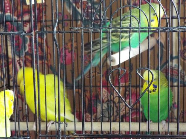 Image 2 of Four Budgies For Sale including Cage etc