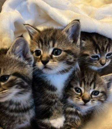Image 3 of 4 Female moggie kittens- ready for rehoming London/Kent