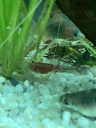 Image 3 of Shrimp culls. Mixed colours. 15 for £10.
