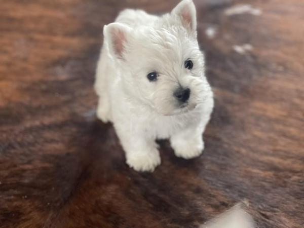 Image 5 of Ready NOW West highland white terrier KC reg