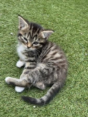 Image 6 of British blue long haired/bengal kittens ready now