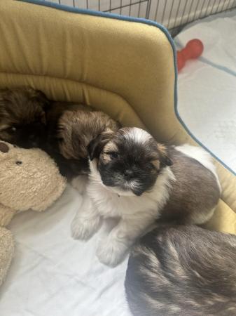 Image 4 of Beautiful litter of shih tzu puppies for sale
