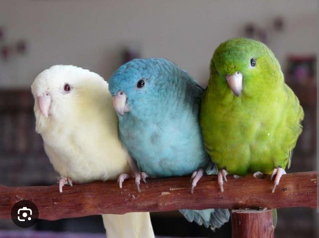 Preview of the first image of Linolated parakeets wanted.............