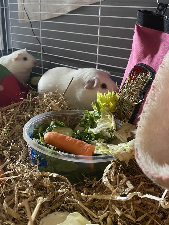 Father and son guinea pigs for sale — photo 2 of 4