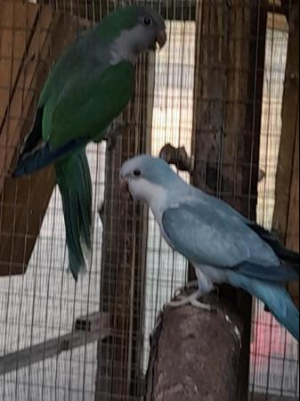Image 4 of Proven breed pair of Quaker parakeets