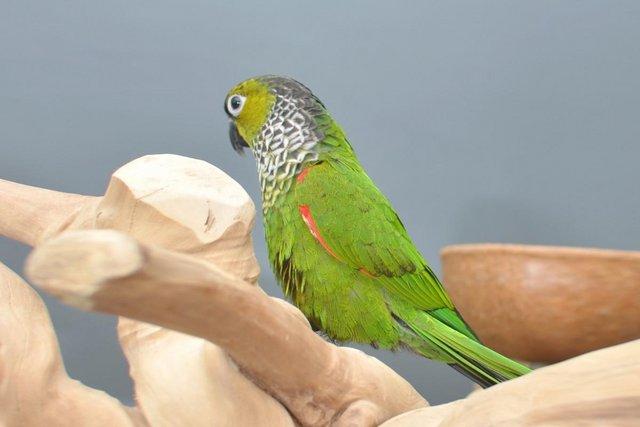 Image 2 of Baby Black capped Conure one of the most colorful,19