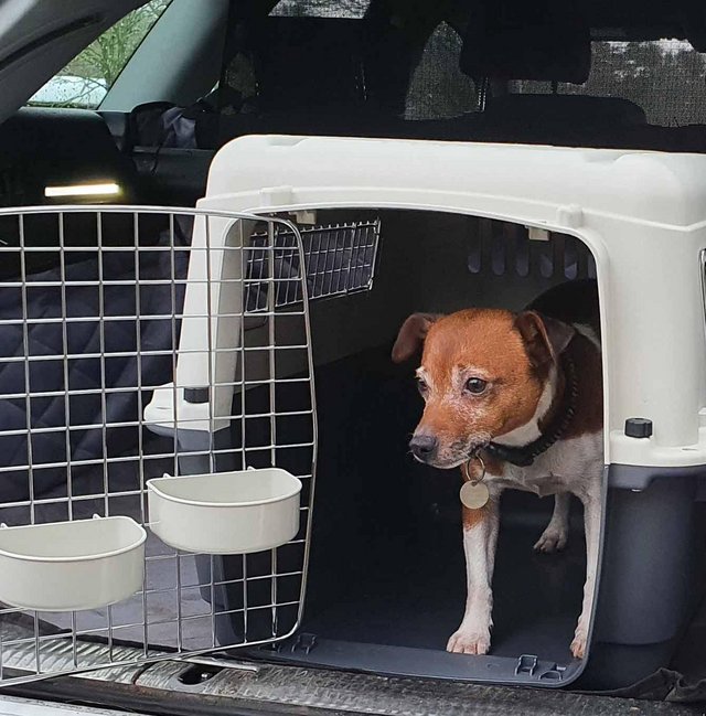 Preview of the first image of Travel dog crate brand new.
