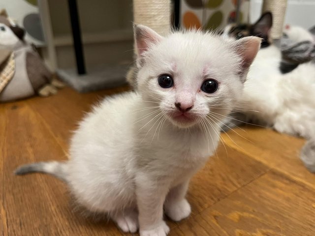 Stunning, friendly Ragdoll Cross Kittens — photo 4 of 4