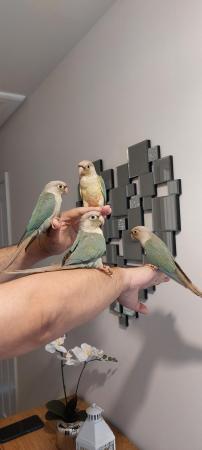 Image 11 of Handreared Tamed lovely Conures