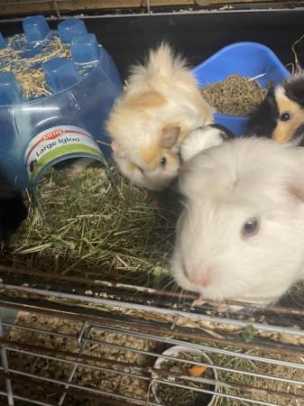 Image 5 of Young guinea pigs for sale. Boars and sows.
