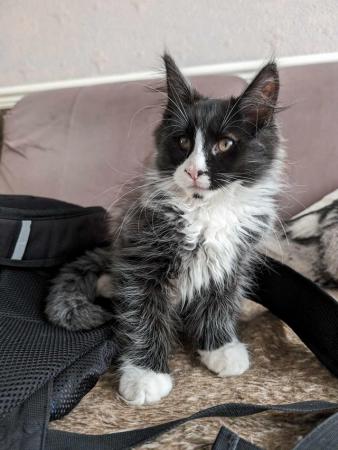Image 6 of Beautiful Pure Blood Maine Coon kittens looking for homes