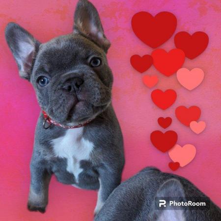 Image 7 of Stunning healthy KC 5 gen frenchie pups (3 males left)