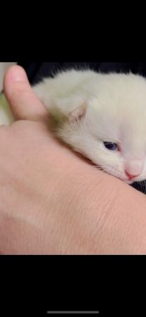 Image 7 of Beautiful Ragdoll cross kittens for sale.