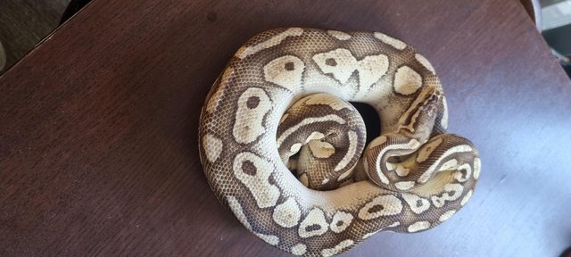 Image 25 of Full collection of ball pythons and racking