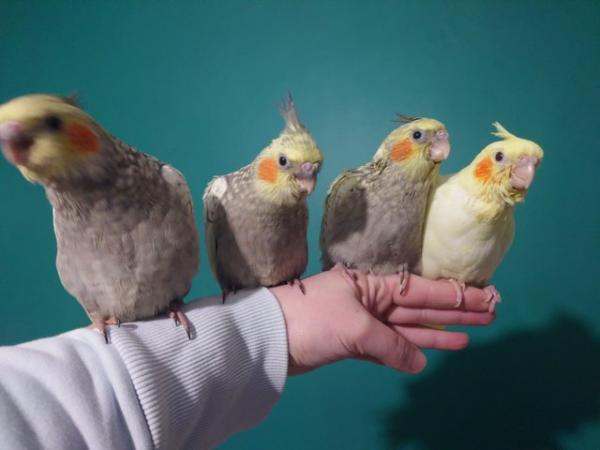 Image 2 of Hand reared silly tame DNA sexed baby cockatiels