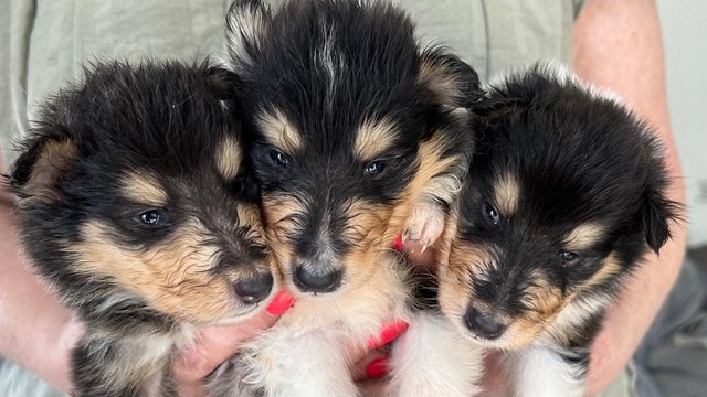 Image 1 of Sable & Tri Coloured Rough Collie Puppies Available