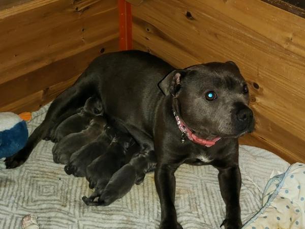 Image 3 of beautiful champion blue Staffordshire bull terrier puppies