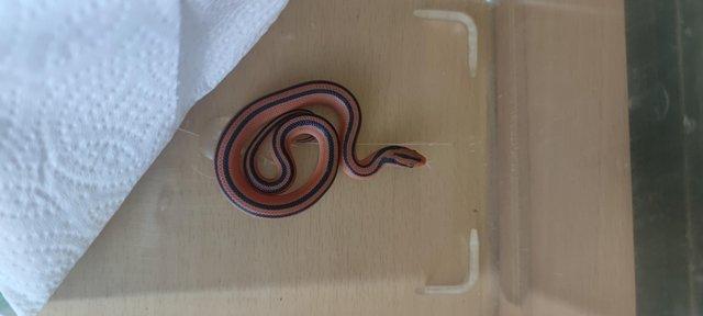 Image 3 of Thai bamboo ratsnake hatchlings x3 for sale