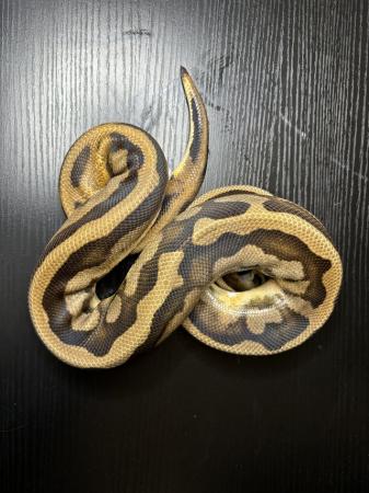 Image 9 of Royal/ball pythons for sale