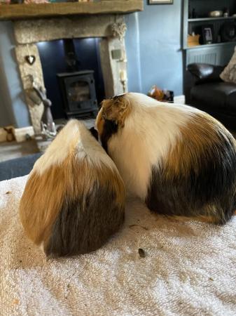 Image 3 of Beautiful Guinea Pigs looking for a five star home