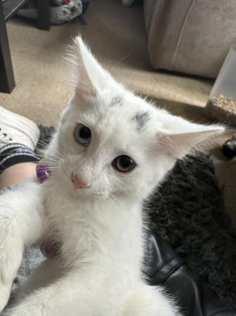 Image 1 of 14 Week Old White Male Kitten